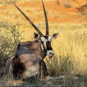 Oryx Antilope Kruger National Park